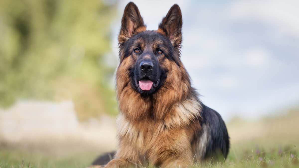 Berger Allemand – éducation canine